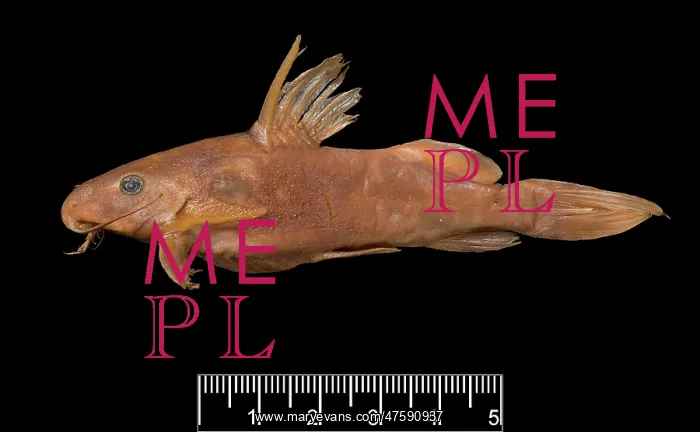 : Synodontis maculipinna, catfish : Synodontis maculipinna, catfish