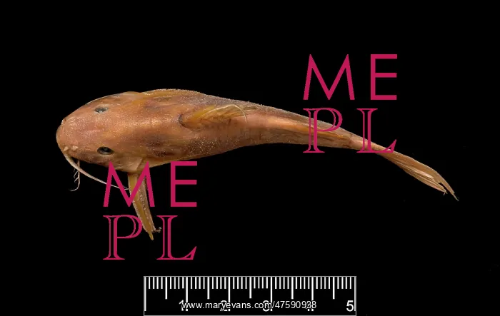 : Synodontis maculipinna, catfish : Synodontis maculipinna, catfish