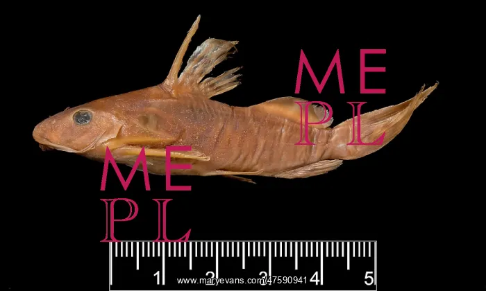 : Synodontis maculipinna, catfish : Synodontis maculipinna, catfish