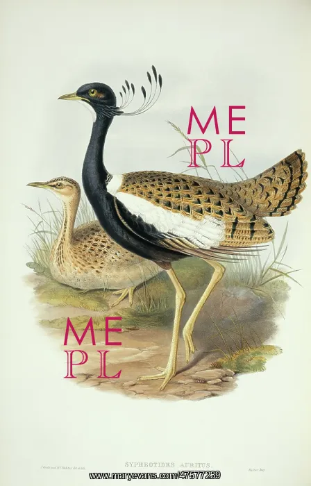 : Sypheotides indicus, lesser florikin : Sypheotides indicus, lesser florikin
