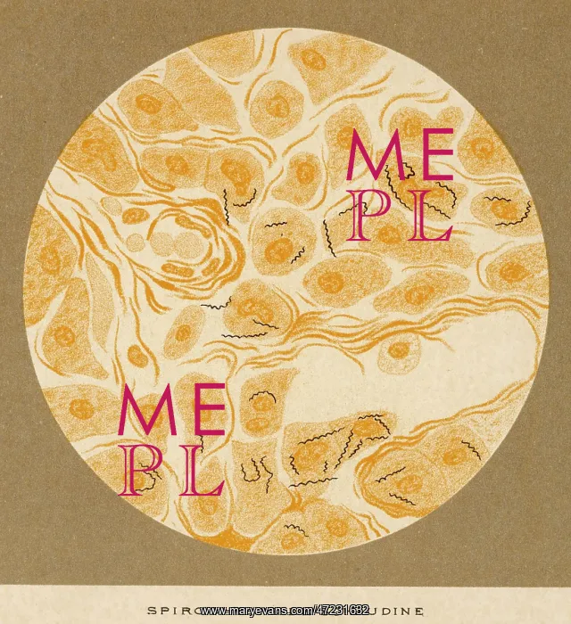  : SYPHILIS SPIROCHAETE