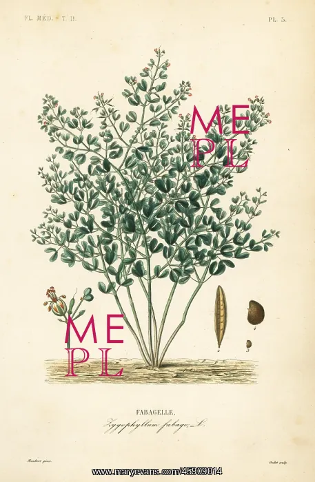 : Syrian bean-caper, Zygophyllum fabago : Syrian bean-caper, Zygophyllum fabago