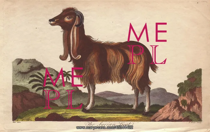 : The Syrian Goat, Capra hircus : The Syrian Goat, Capra hircus