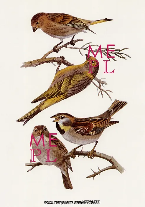 : Syrian Serin & Dead Sea Sparrow : Syrian Serin & Dead Sea Sparrow