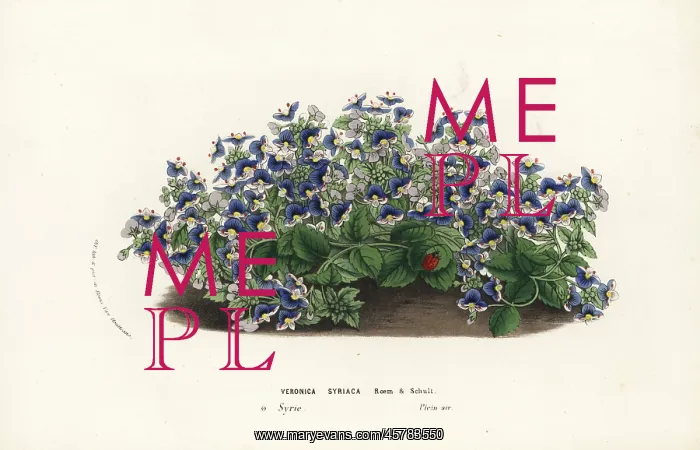 : Syrian speedwell, Veronica syriaca : Syrian speedwell, Veronica syriaca