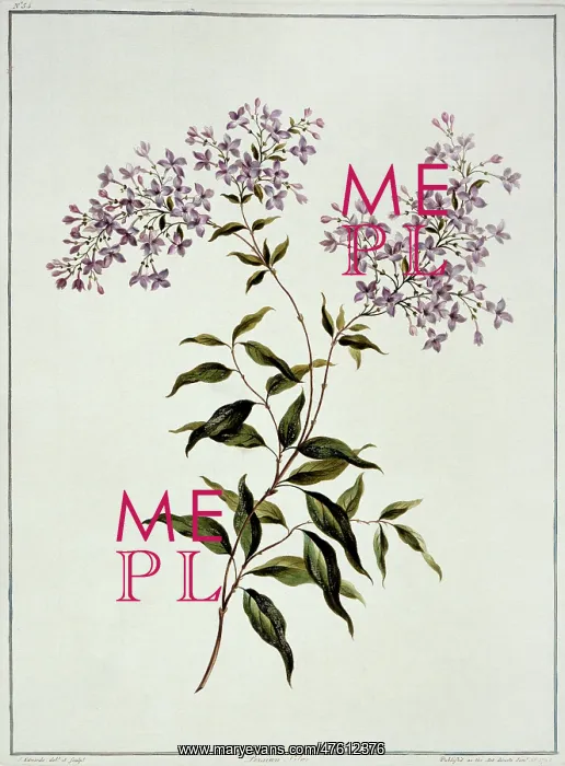 : Syringa persica, Persian lilac : Syringa persica, Persian lilac