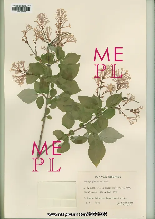 : Syringa pubescens turez : Syringa pubescens turez