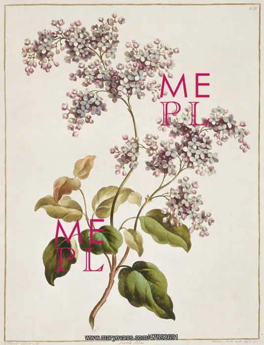 : Syringa sp. Scotch lilac : Syringa sp. Scotch lilac