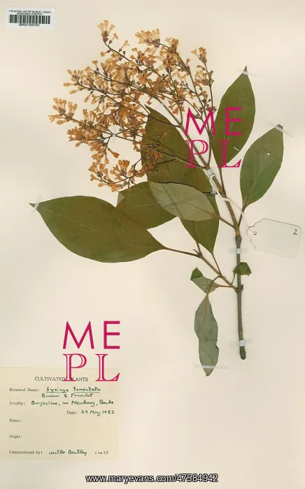 : Syringa tomentella : Syringa tomentella