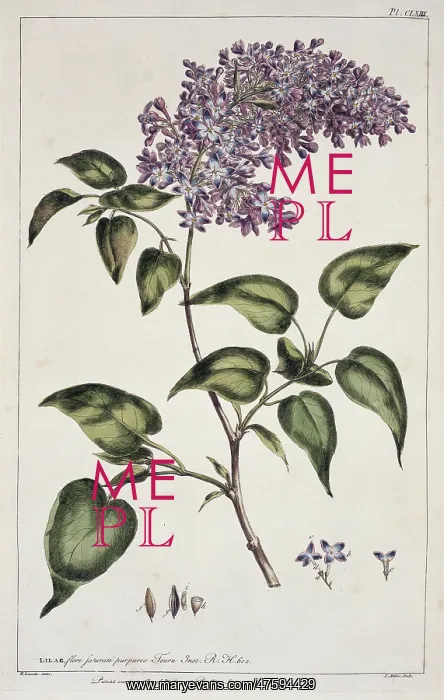: Syringa vulgaris, common lilac : Syringa vulgaris, common lilac