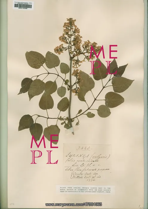 : Syringa vulgaris, lilac : Syringa vulgaris, lilac