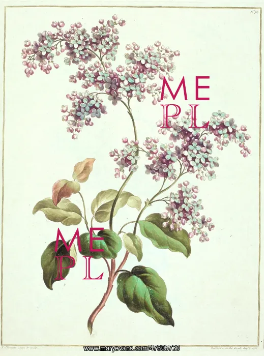 : Syringa vulgaris, lilac : Syringa vulgaris, lilac
