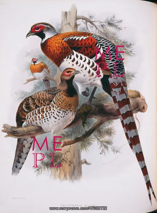 : Syrmaticus ellioti, Elliot's pheasant : Syrmaticus ellioti, Elliot's pheasant