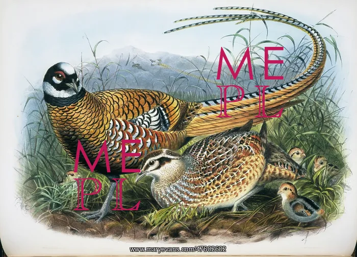: Syrmaticus reevesii, Reeves pheasant : Syrmaticus reevesii, Reeves pheasant