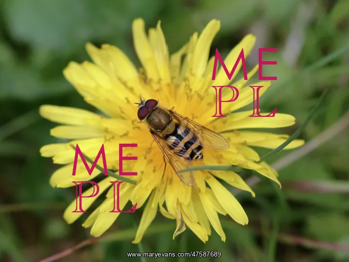 : Syrphus ribesii, hoverfly : Syrphus ribesii, hoverfly