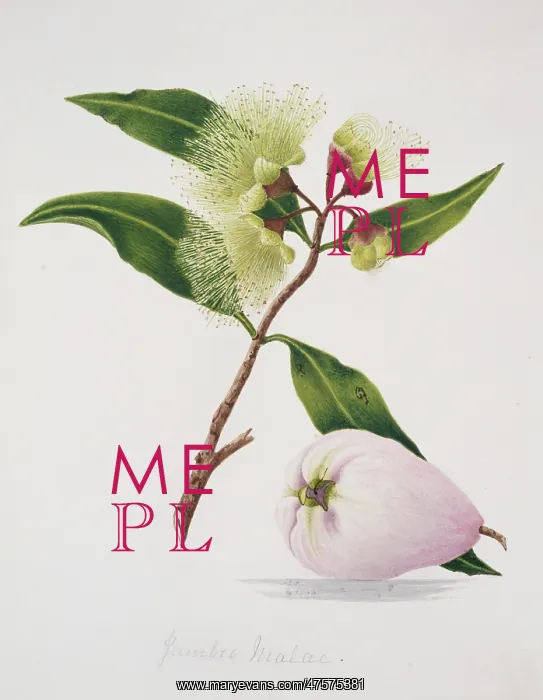: Syzygium malaccense, malay apple : Syzygium malaccense, malay apple