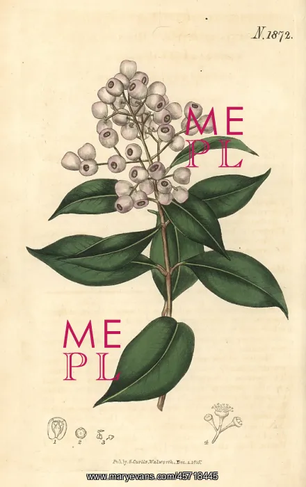 : Syzygium smithii : Syzygium smithii
