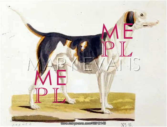 : T. GOETZ UK FOXHOUND : T. GOETZ UK FOXHOUND