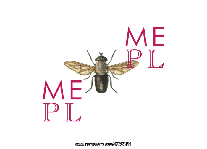 : Tabanus aeneus Surcouf, horse fly : Tabanus aeneus Surcouf, horse fly