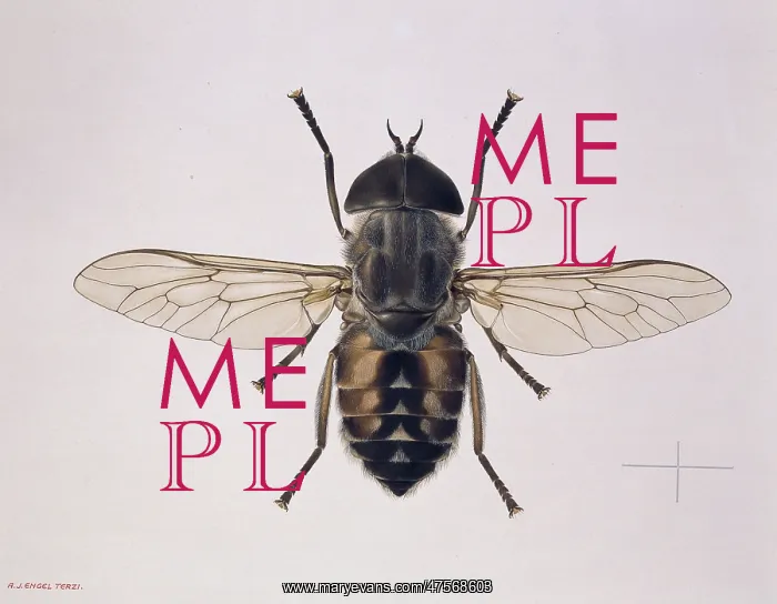 : Tabanus autumnalis, horse fly : Tabanus autumnalis, horse fly