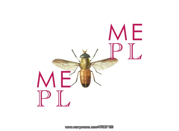 : Tabanus liventipes Surcouf, horse fly : Tabanus liventipes Surcouf, horse fly