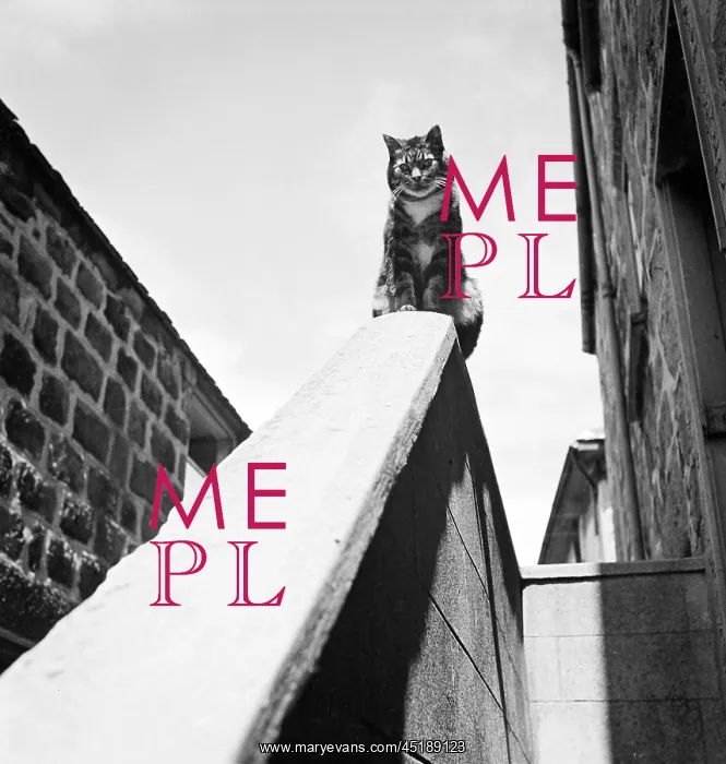 : Tabby Cat. A tabby cat sitting on top of a wall beside a house, : Tabby Cat. A tabby cat sitting on top of a wall beside a house,