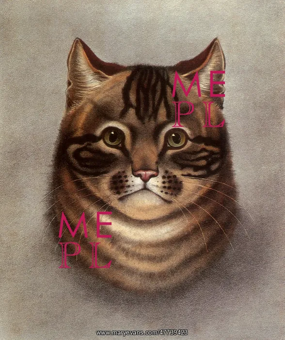  : Tabby Cat