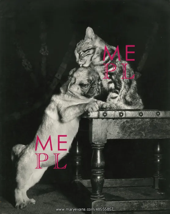  : Tabby cat with bulldog