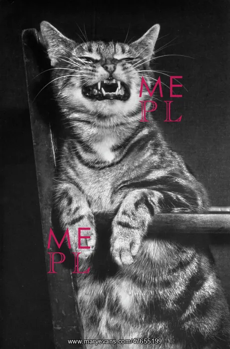 : Tabby cat on a chair, looking fierce : Tabby cat on a chair, looking fierce