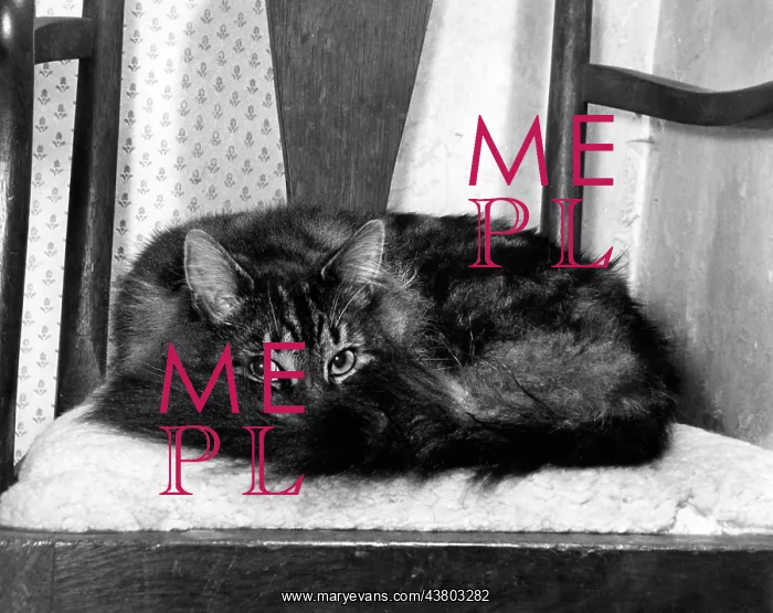 : Tabby cat curled up on a chair
