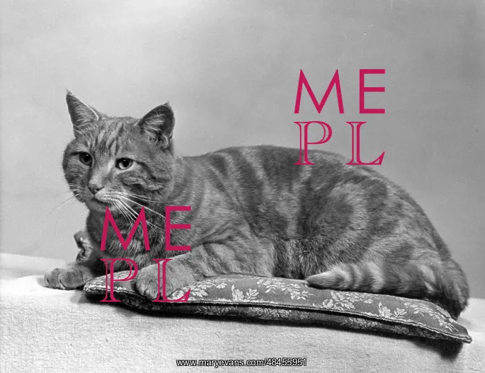  : TABBY CAT ON A CUSHION