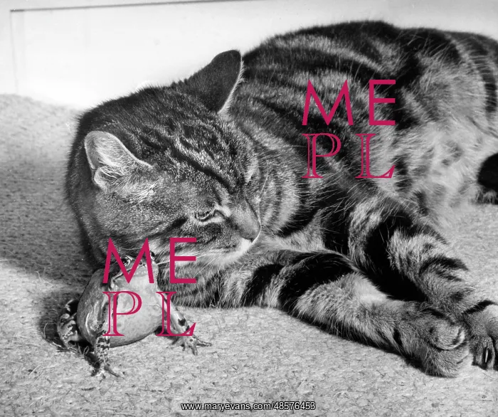  : Tabby cat and frog