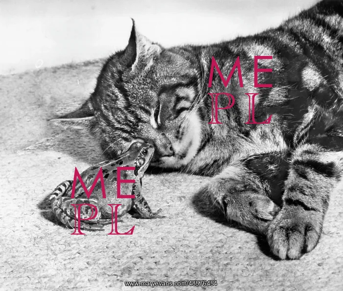  : Tabby cat and frog