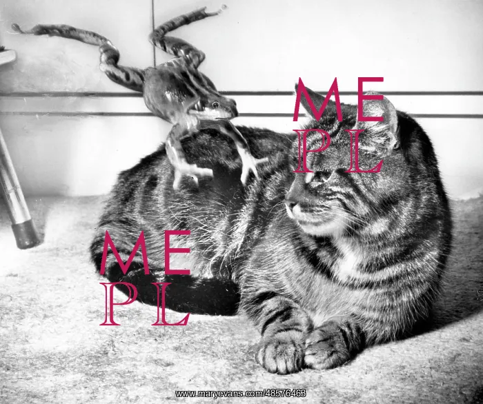  : Tabby cat and frog