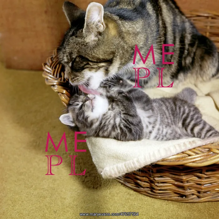: Tabby cat and kitten in basket : Tabby cat and kitten in basket