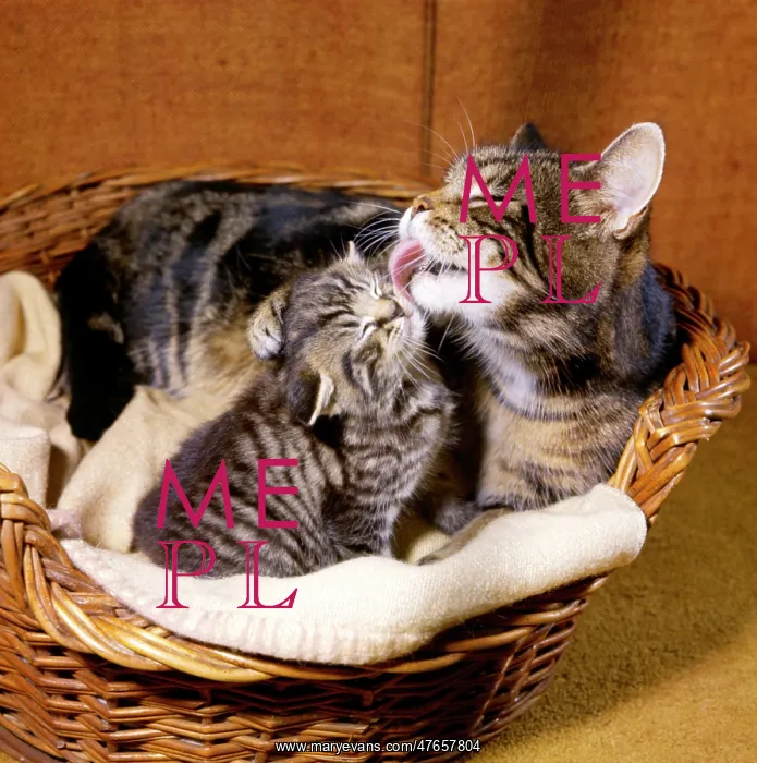 : Tabby cat and kitten in basket : Tabby cat and kitten in basket