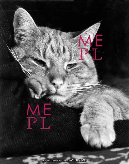  : Tabby cat looking sleepy