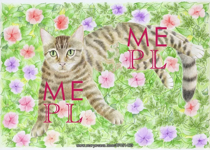  : Tabby Cat lying among Busy Lizzies