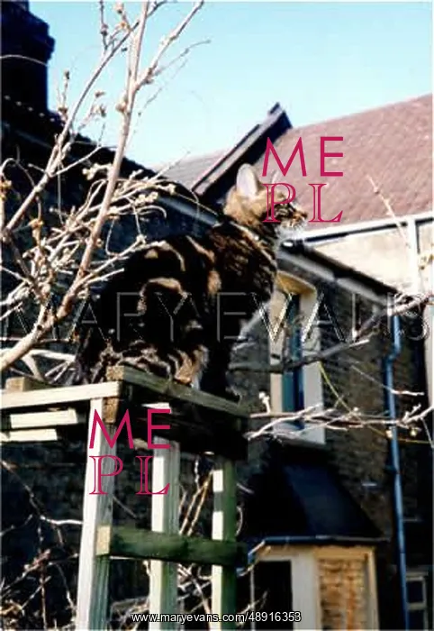 : TABBY CAT OUTDOORS (1) : TABBY CAT OUTDOORS (1)