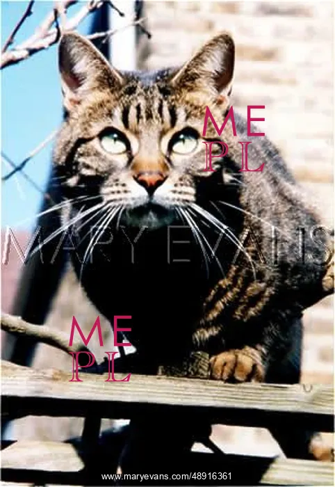: TABBY CAT OUTDOORS (2) : TABBY CAT OUTDOORS (2)