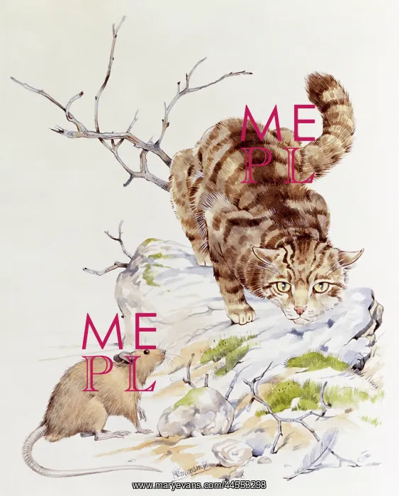: A tabby cat stalking a mouse : A tabby cat stalking a mouse