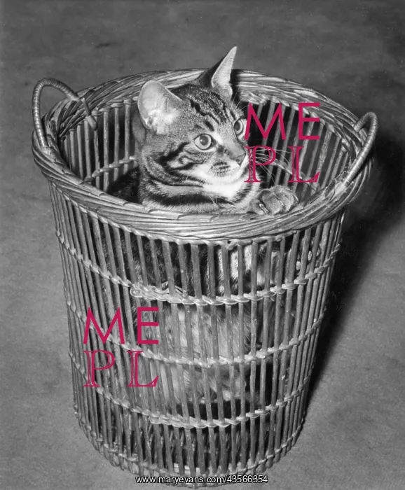 : Tabby cat in wickerwork basket : Tabby cat in wickerwork basket