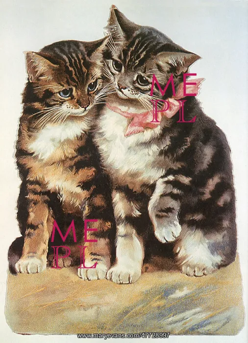  : Tabby Companions