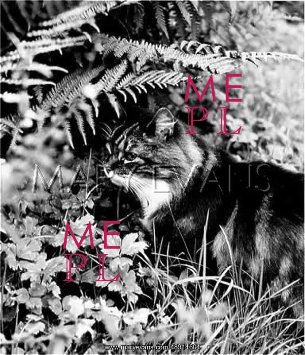 : TABBY AMONGST FERNS : TABBY AMONGST FERNS