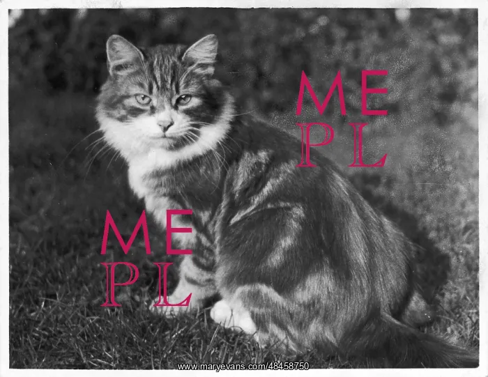 : TABBY IN GARDEN : TABBY IN GARDEN