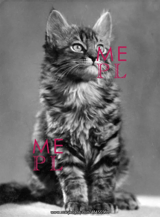  : TABBY KITTEN