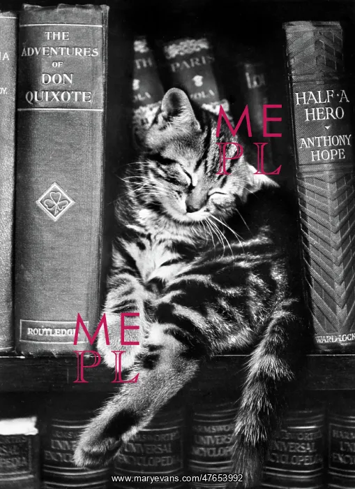 : Tabby kitten asleep on a bookshelf : Tabby kitten asleep on a bookshelf