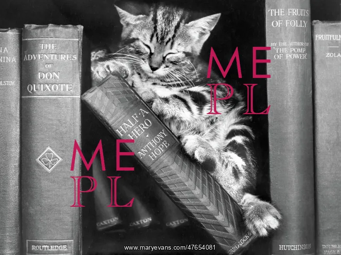: Tabby kitten asleep on a bookshelf : Tabby kitten asleep on a bookshelf