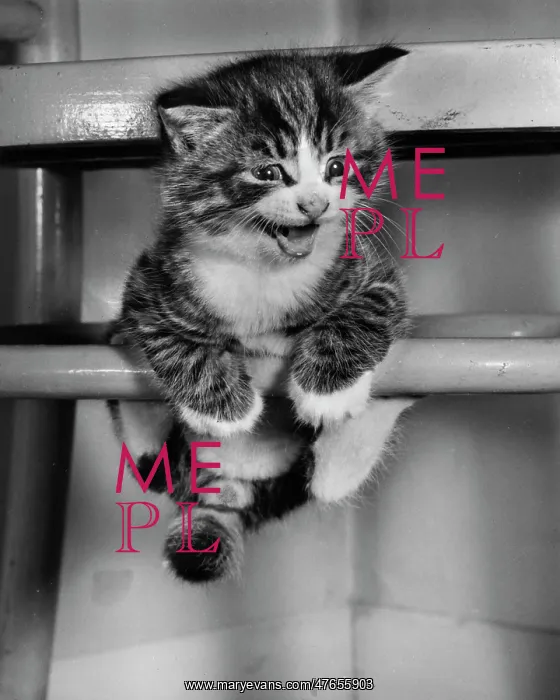: Tabby kitten balancing on a chair : Tabby kitten balancing on a chair