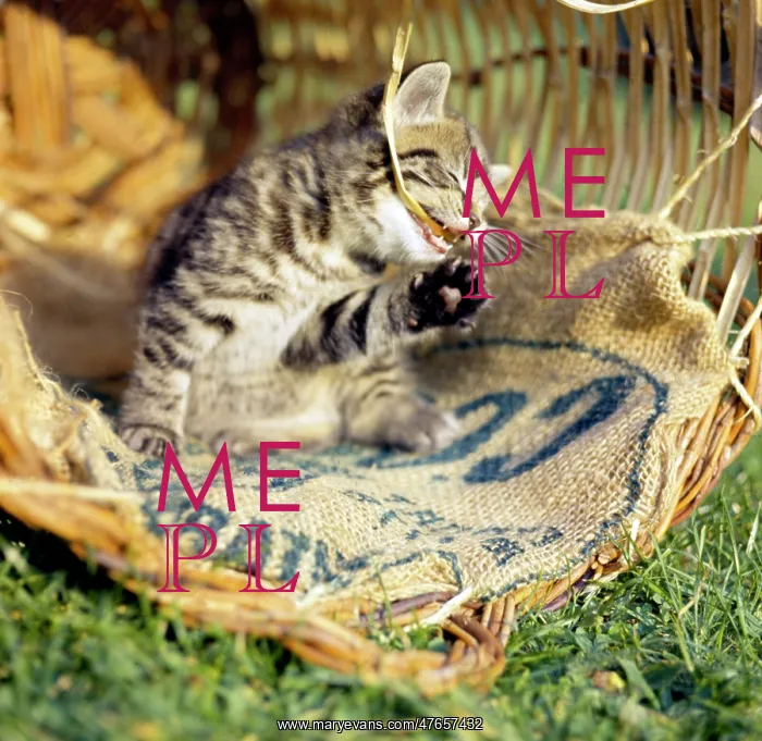 : Tabby kitten in a basket with canvas sacking : Tabby kitten in a basket with canvas sacking